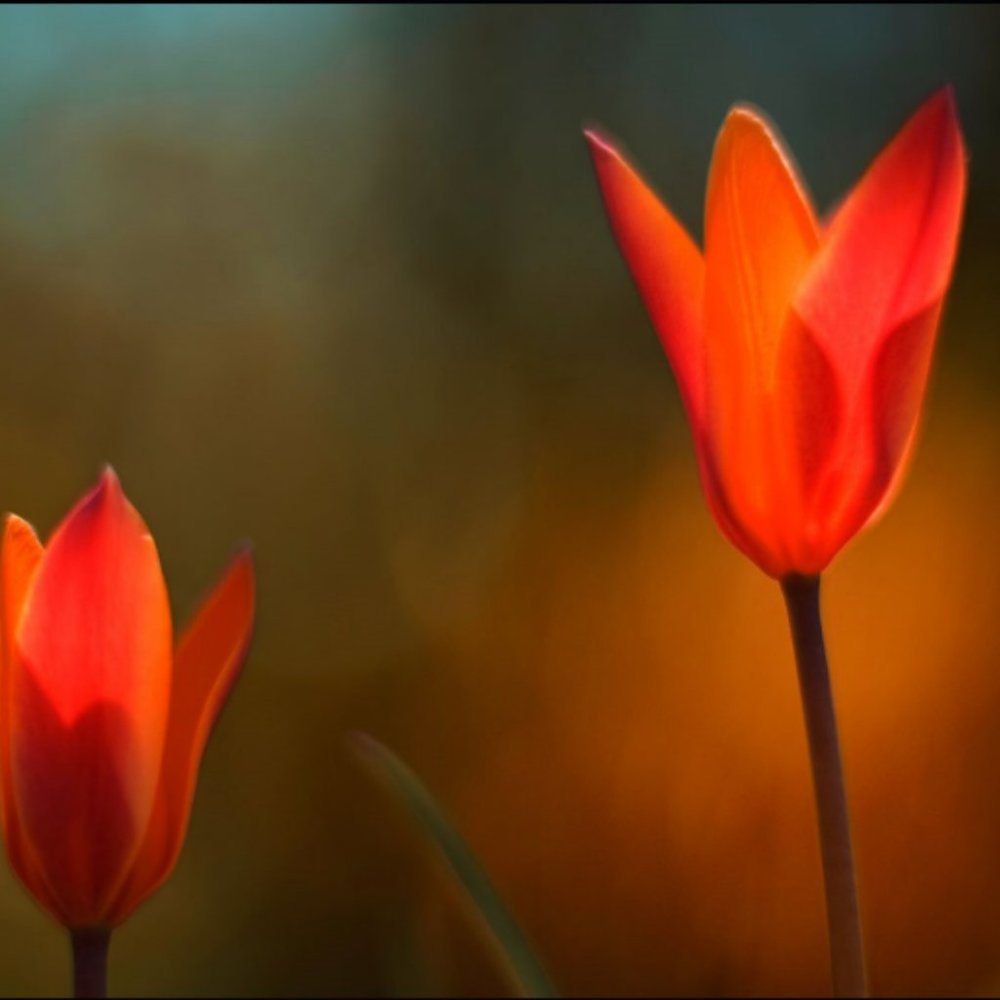 Meet your Posh Ambassador, Joy!